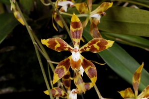 Oncidium epidendroides Sycamore Creek HCC/AOS 75 pts.